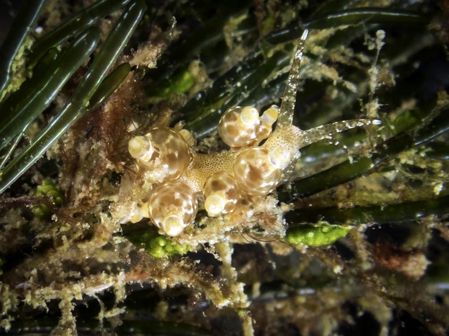 Eubranchus sp. R